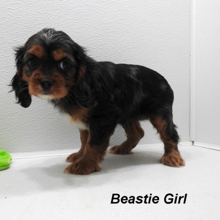 puppy, for, sale, Cockilear, Joe & Cherri  Overlease, dog, breeder, Miller, MO, dog-breeder, puppy-for-sale, forsale, nearby, find, puppyfind, locator, puppylocator, aca